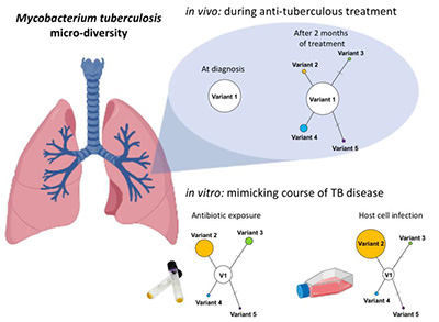 Diversité de Mycobacterium tuberculosis au cours de la tuberculose