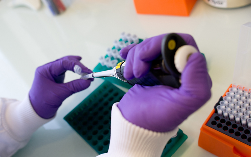 A person handling a pipette in a laboratory, transferring liquid between test tubes, wearing purple gloves.