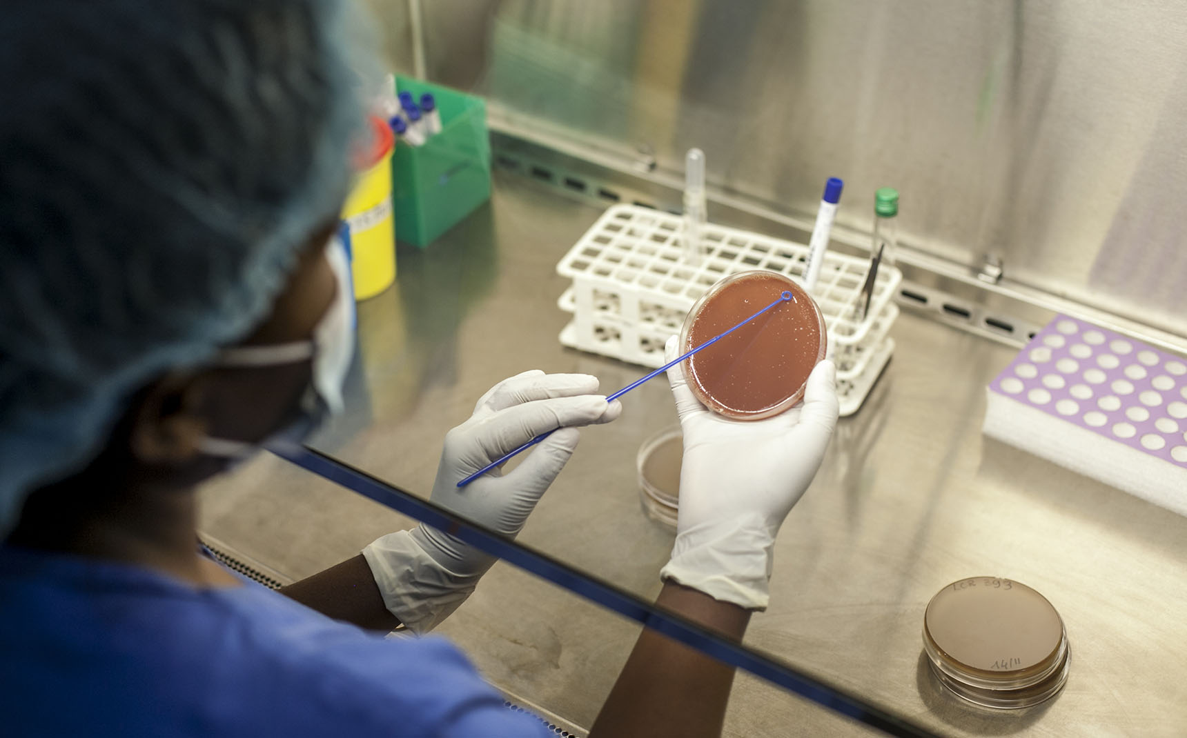 Seen from above, a lab technician is wearing a hairnet, a blue coat and white gloves and handling a pink petri dish.