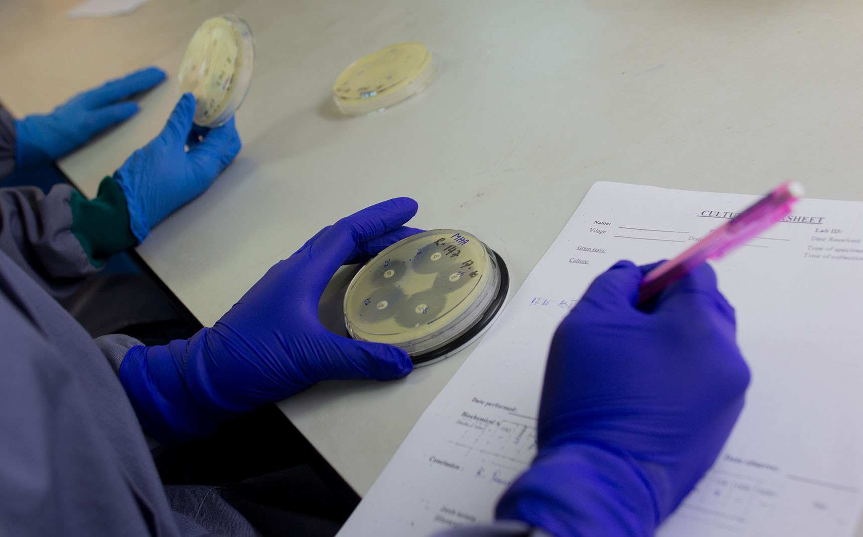 Two blue-gloved hands manipulate a petri dish.